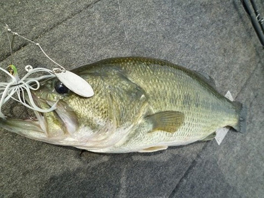 スピナーベイトはバス釣り鉄板ルアー！選び方や使い方とは？