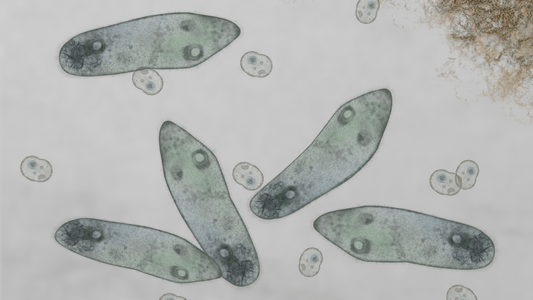 ゾウリムシの培養方法とめだかへの与え方！稚魚の餌におすすめな理由は？