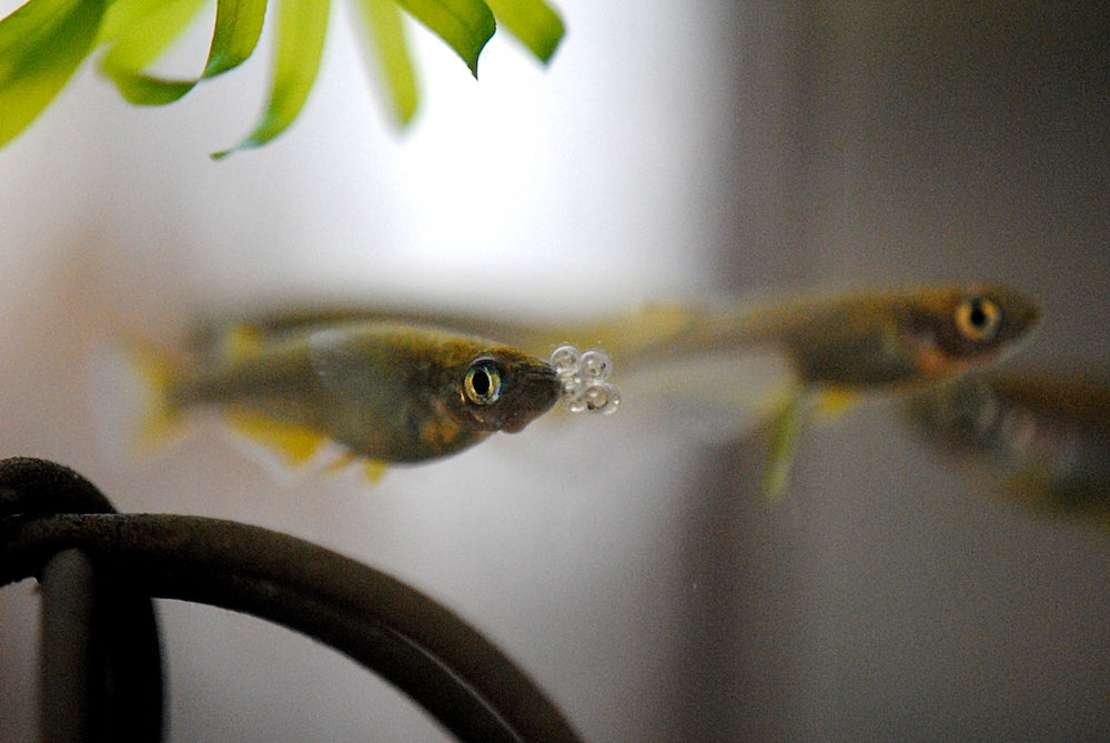 メダカが卵を食べるって本当？！食べられないための対策方法は？