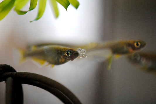 メダカが卵を食べるって本当？！食べられないための対策方法は？